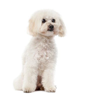 Fino köpeği (11 yaşında) beyaz arka plan önünde