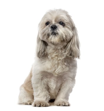 Beyaz arka plan önünde Shih Tzu (5 yaşında)