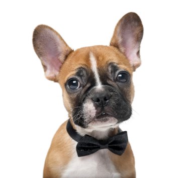 Beyaz bir backg önünde bir papyon giyiyor Fransız bulldog köpek yavrusu