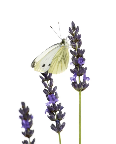Large white, Pieris brassicae, on a lavander in front of a white — Stock Photo, Image