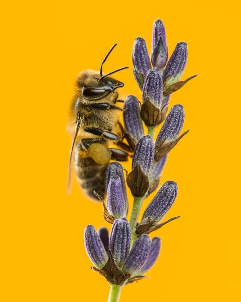Honigbienen auf der Futtersuche auf einem Lavander vor einem orangefarbenen Hintergrund — Stockfoto