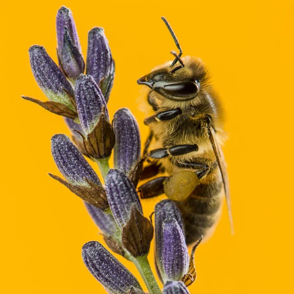 Honey bee foraging on a lavander in front of an orange backgroun — Stock Photo, Image