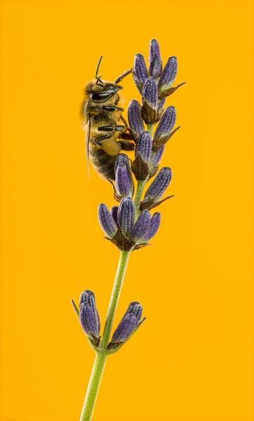 Honey bee foraging on a lavander in front of an orange backgroun — Stock Photo, Image