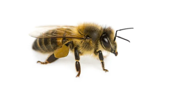 Abelha de mel na frente de um fundo branco — Fotografia de Stock