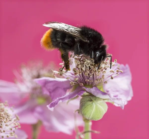 Red-tailed bumblebee, Bombus lapidarius, foraging on a flower in — Stock Photo, Image