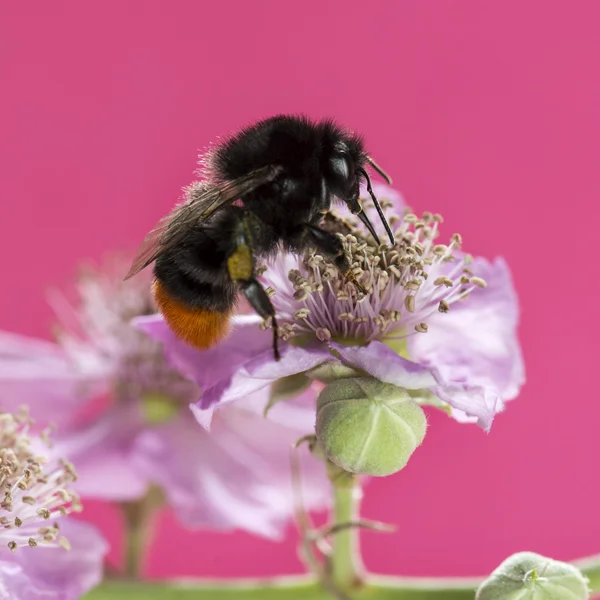 Rotschwanzhummel, Bombus lapidarius, auf Futtersuche an einer Blume in — Stockfoto