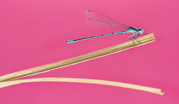 Лазурная дамсельфляжка, Coenagrion puella, на соломе перед булавкой — стоковое фото