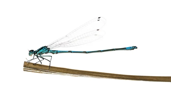 Azure damselfly, Coenagrion puella, on a straw in front of a whi — Stock Photo, Image