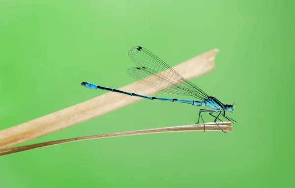 Azure damselfly, Coenagrion puella, on a straw in front of a gre — Stock Photo, Image