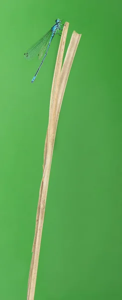 Лазурная дамсельфляжка, Coenagrion puella, на соломе перед гром — стоковое фото