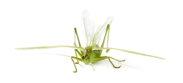 Női nagy zöld bokor-Cricket, Ettigonia viridissima elöl — Stock Fotó