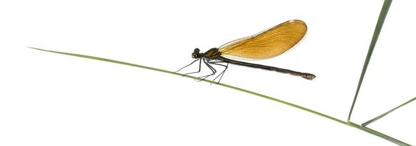 Kvinnliga blå jungfruslända - Calopteryx virgo, på gräs klinga jag — Stockfoto