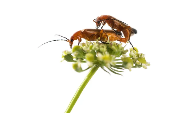 一般的な赤い兵士の甲虫、Rhagonycha ハマカンゾウ、花の交配 — ストック写真