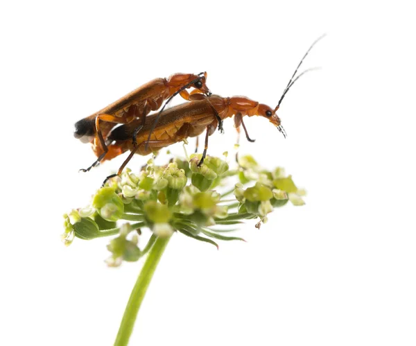 Gemensamma röd soldat beetle, Rhagonycha fulva, parning på en blomma — Stockfoto
