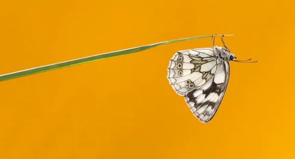 Marbled white, Melanargia galathea, on a blade of grass in front — Stock Photo, Image