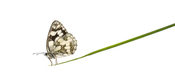 Branco marmoreado, Melanargia galathea, em uma lâmina de grama na frente — Fotografia de Stock