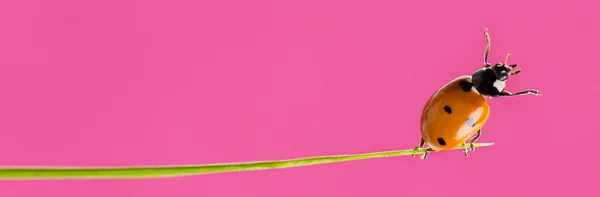 Mariquita en una hoja de hierba delante de un fondo rosa —  Fotos de Stock