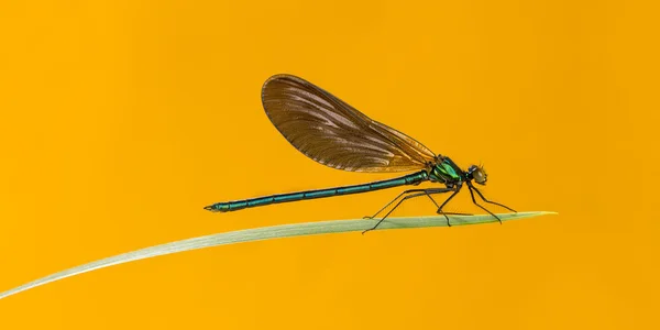 Male beautiful demoiselle, Calopteryx virgo, on a blade of grass — Stock Photo, Image