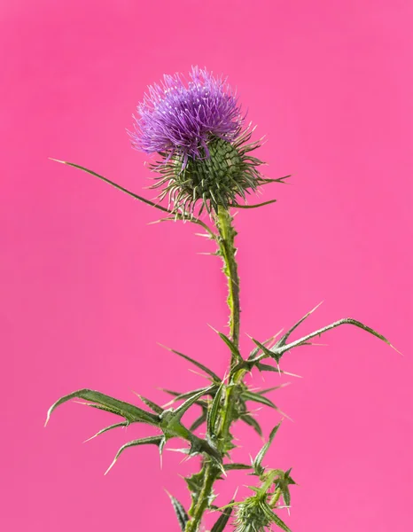 Thistle bir pembe Pembe bir backgro önünde önünde — Stok fotoğraf