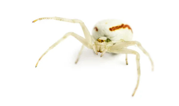Golden Crab Spider, Misumena vatia in front of a white backgroun — Stock Photo, Image