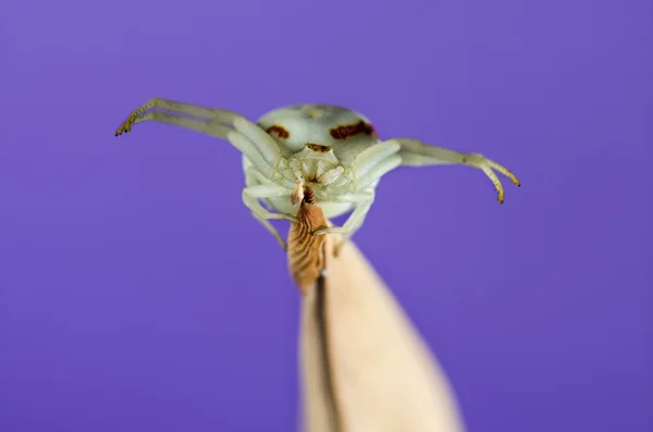 Altın .yengeç örümceği, Misumena vatia, bir bıçak çimen ön — Stok fotoğraf