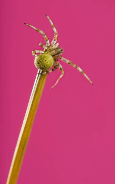 Araña de jardín europea, Araneus diadematus, sobre una hoja de hierba —  Fotos de Stock