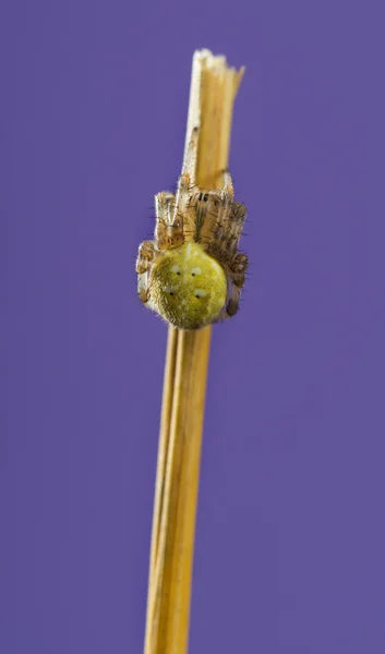 Křižák obecný, Araneus diadematus, na stéblo trávy — Stock fotografie