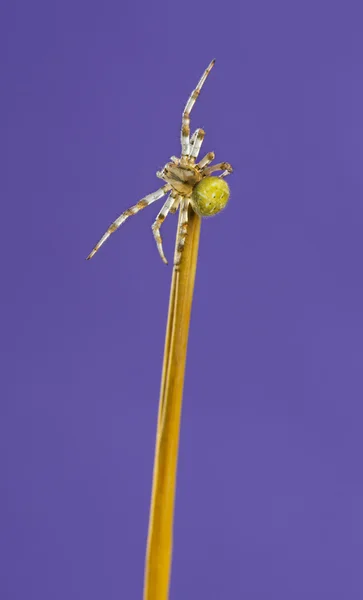 Araña de jardín europea, Araneus diadematus, sobre una hoja de hierba —  Fotos de Stock