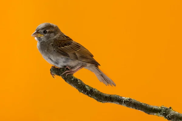 House Sparrow, Passer domesticus, perched on a branch in front o — Stock Photo, Image