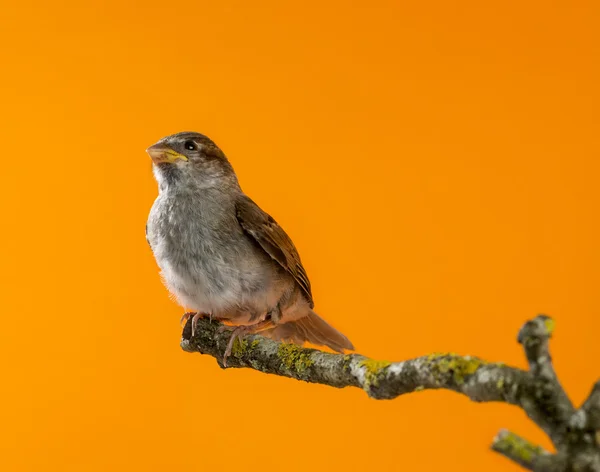 House Sparrow, Passer domesticus, perched on a branch in front o — Stock Photo, Image