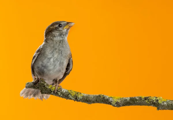 House Sparrow, Passer domesticus, perched on a branch in front o — Stock Photo, Image