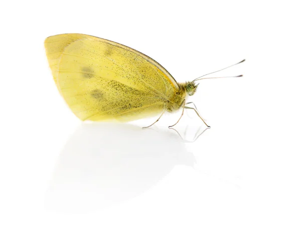 Kleine witte, Pieris rapae voor een witte achtergrond — Stockfoto