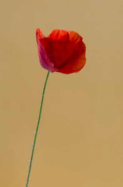 Amapola frente a un fondo naranja —  Fotos de Stock