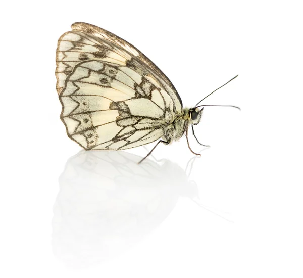 Gemarmerde wit, Melanargia galathea voor een witte pagina — Stockfoto