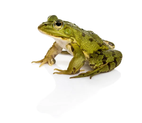 Vanliga vatten groda framför en vit bakgrund — Stockfoto