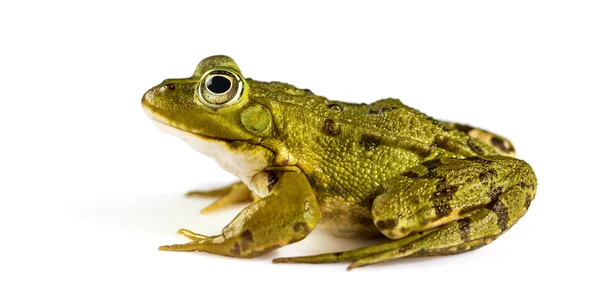 Rana de agua común frente a un fondo blanco — Foto de Stock