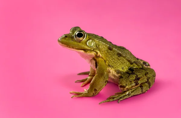 Rana de agua común frente a un fondo rosa — Foto de Stock