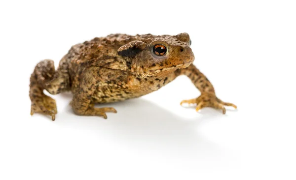 Europeiska padda, bufo bufo, framför en vit bakgrund — Stockfoto