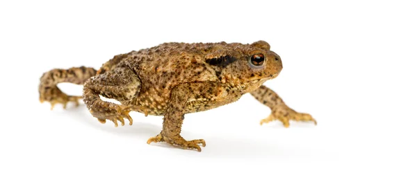 Sapo europeu, bufo bufo, em frente a um fundo branco — Fotografia de Stock