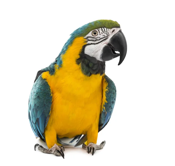 Macaw azul e amarelo na frente de um fundo branco — Fotografia de Stock
