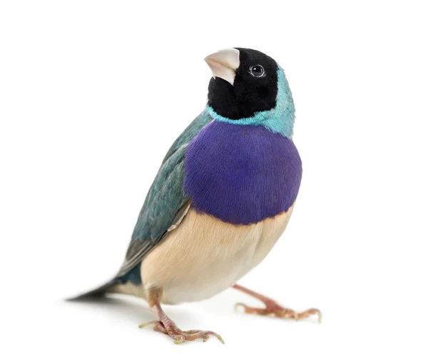 Gouldian Finch, Erythrura gouldiae, in front of a white backgrou — Stock Photo, Image