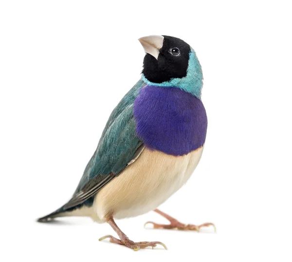 Gouldian Finch, Erythrura gouldiae, em frente a um backgrou branco — Fotografia de Stock