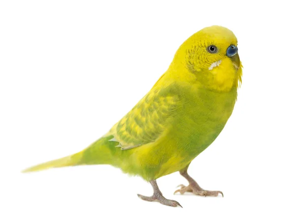 Budgerigar, Melopsittacus undulatus, in front of a white backgro — Stock Photo, Image