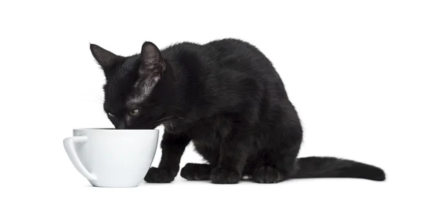 Black cat dirnking in a cup in front of a white background — Stock Photo, Image