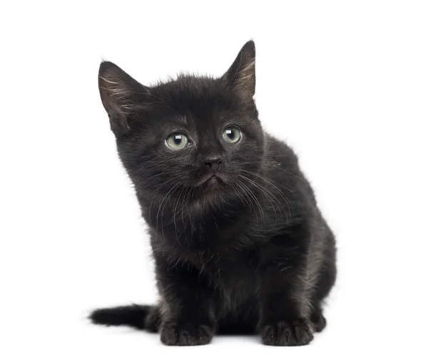 Gatito negro delante de un fondo blanco — Foto de Stock