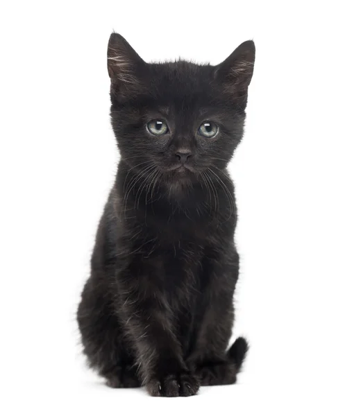 Chaton noir devant un fond blanc — Photo