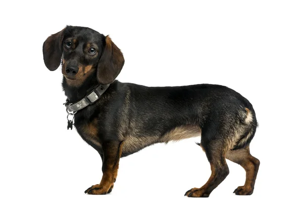 Dachshund (9 år) framför en vit bakgrund — Stockfoto