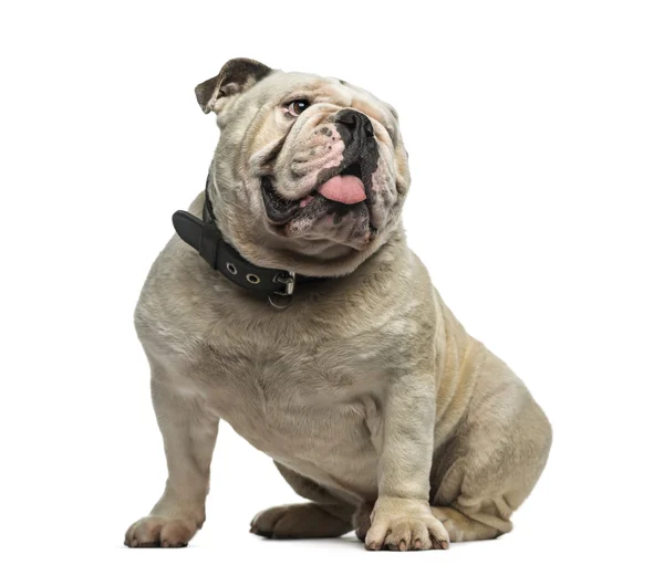 English Bulldog (3 years old) in front of a white background — Stock Photo, Image