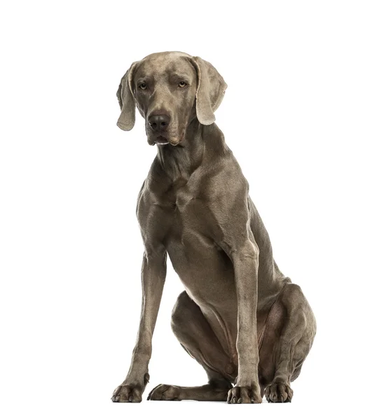 Dogue de weimar (2 Jahre) vor weißem Hintergrund — Stockfoto
