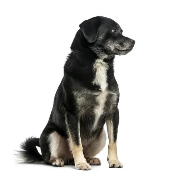 Mixed-breed (5 years old) in front of a white background — Stock Photo, Image